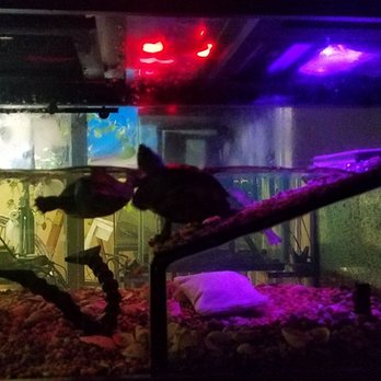 Beital's Aquariums - Change in night lights. More UV and IR from 100 watt ceramic emitter. - Aquarium Services Near Me - Pearl River, New York Beital's Aquariums - Change in night lights. More UV and IR from 100 watt ceramic emitter. - Aquarium Services Near Me - Pearl River, New York