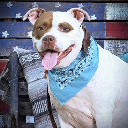 JD's Powerhouse K9 Bootcamp - Roxie's headshot