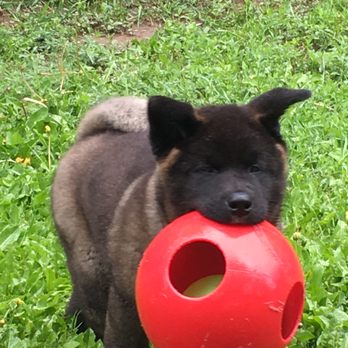 Royalty Akitas - Pet Stores Near Me - Lincoln, California