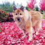 Photo of Bliss Animal Eye Care