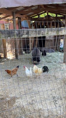 Bush Farmhouse by null