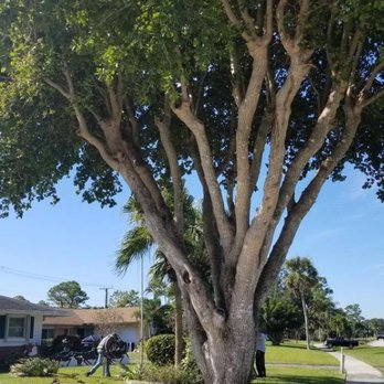 New Life Tree Services - Thinned and lifted tree looks great. - Tree Services Near Me New Life Tree Services - Thinned and lifted tree looks great. - Tree Services Near Me