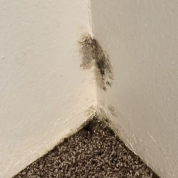 Forest Edge - Other room in closet