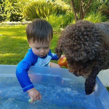 Golden Xpress Labradoodles - My nephew with his Golden Xpress dog - Pet Training Near Me - Mulino, Oregon Golden Xpress Labradoodles - My nephew with his Golden Xpress dog - Pet Training Near Me - Mulino, Oregon
