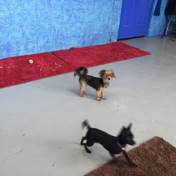 Camp Scotty - Pet Groomers Near Me - Pelham, Alabama