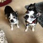Photo of Seattle Purebred Dog Rescue