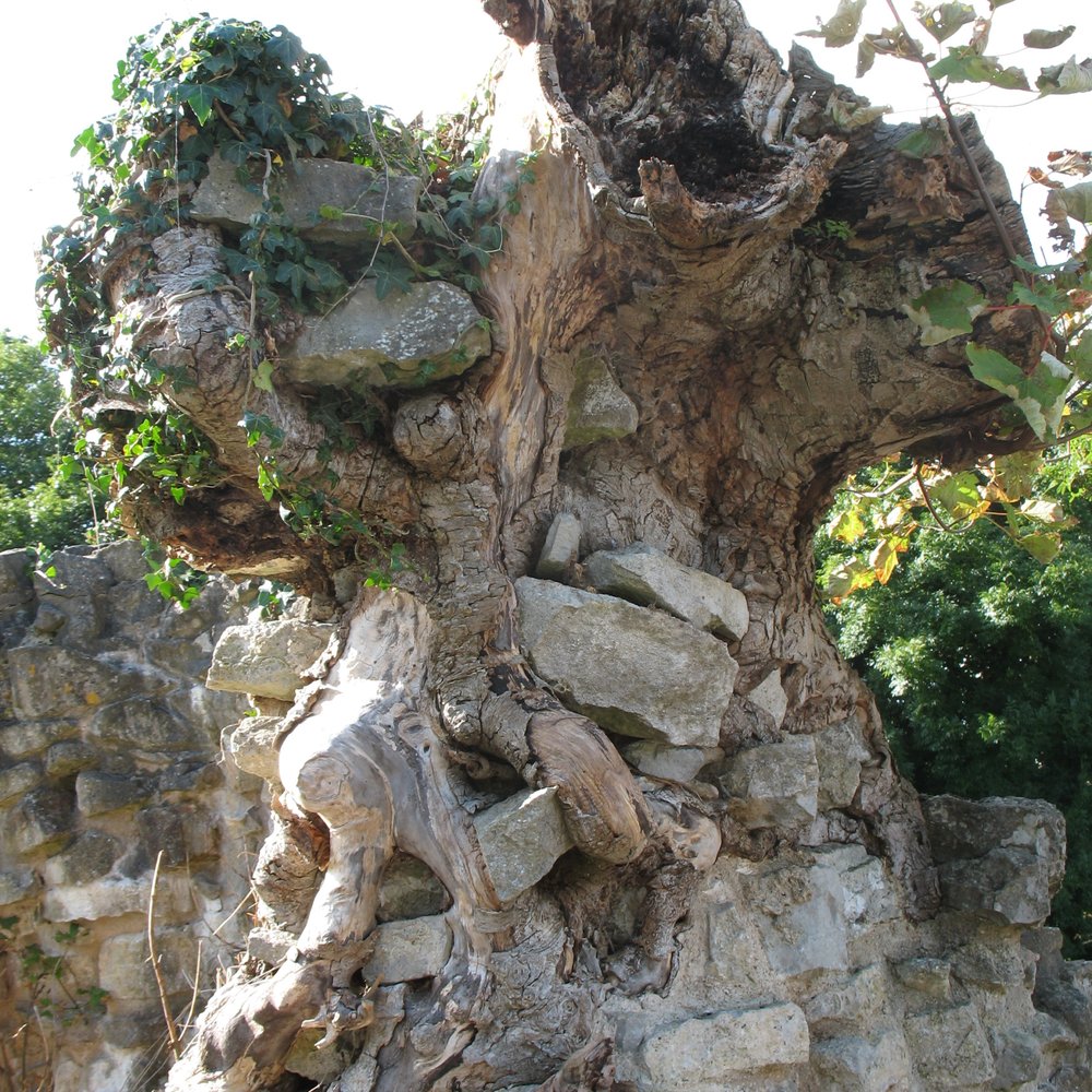St Quentin's Castle - St Quentin's Castle - gnarly stump - looks like snarling monster (maybe, after a couple of pints) - Parks Near Me - Cowbridge, VGL