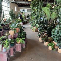Mother Plants - Huge selection of plants
