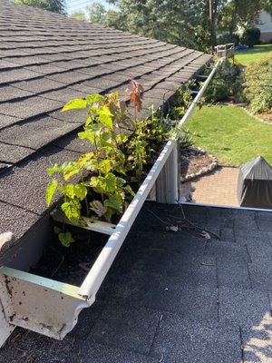 First day of fall cleaning - The homeowner said the gutters had never been cleaned! First day of fall cleaning - The homeowner said the gutters had never been cleaned!