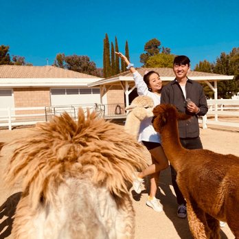 The Alpaca Hacienda - Selfie - Attraction Farms Near Me - Temecula, California