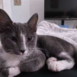 Tlc Humane Society - Her now