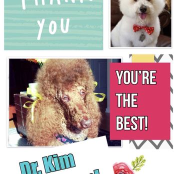 big bear animal hospital