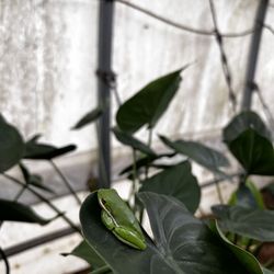 Nature's Way Resources - Green tree frog in the greenhouse :)