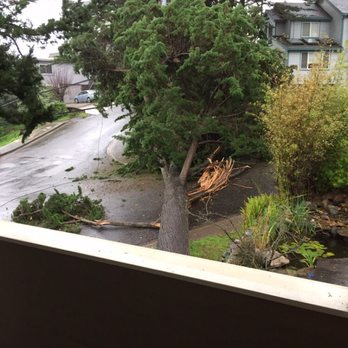 Orchard's Tree Service - Tree Services Near Me - San Jose , California Orchard's Tree Service - Tree Services Near Me - San Jose , California