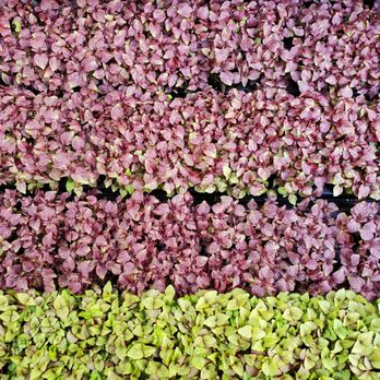 Joe's Microgreens - Red Shiso and Britton Shiso Microgreens! Get your tasty herbs and on board with Austin's composting ordinance through us :) - Organic Stores Near Me - Austin, Texas