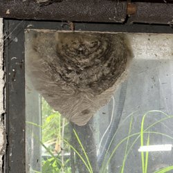 Bee Smart Pest Control - Nest on our basement window.