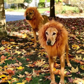 The Fine Canine - The Lions on Halloween - Pet Training Near Me - Long Grove, Illinois The Fine Canine - The Lions on Halloween - Pet Training Near Me - Long Grove, Illinois