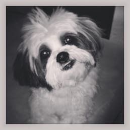 Osc's first teeth cleaning with Dr. Rush was a success! Osc's first teeth cleaning with Dr. Rush was a success!