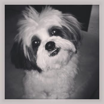 Rush Animal Care Clinic, PC - Osc's first teeth cleaning with Dr. Rush was a success! - Veterinarians Near Me - Johnston, Iowa Rush Animal Care Clinic, PC - Osc's first teeth cleaning with Dr. Rush was a success! - Veterinarians Near Me - Johnston, Iowa