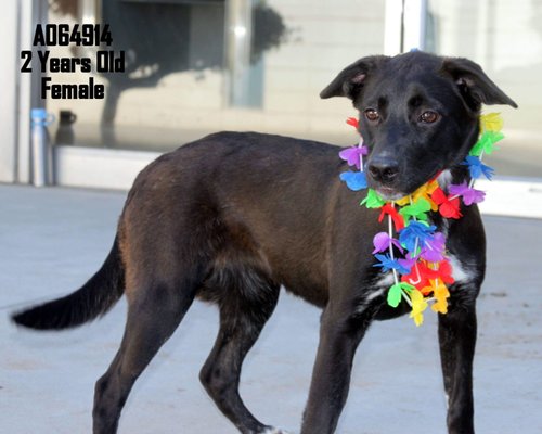CENTRAL CALIFORNIA SPCA - Updated September 2024 - 92 Photos & 128