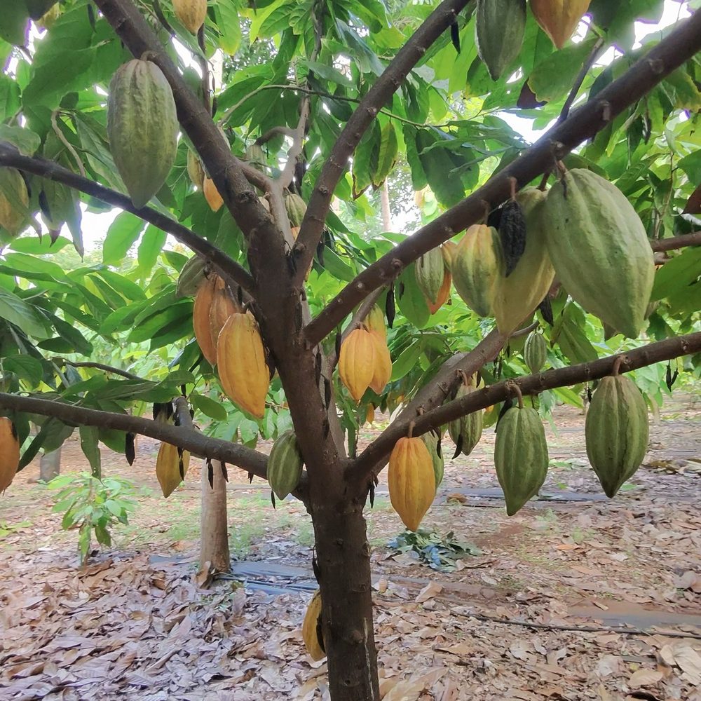 Kamananui Cacao Orchards - Attraction Farms Near Me - Waialua, Hawaii Kamananui Cacao Orchards - Attraction Farms Near Me - Waialua, Hawaii