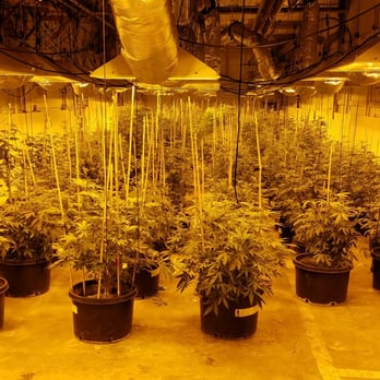 RiverRock - Plants - Cannabis Clinics Near Me - Denver, Colorado