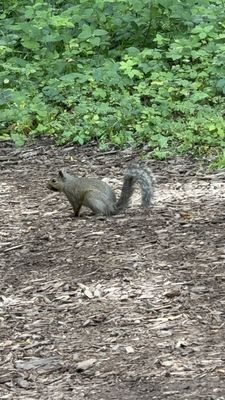 Effigy Mounds National Monument by null