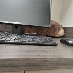 Magnolia Veterinary Hospital