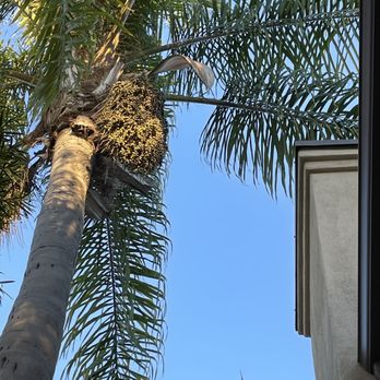 Tree Trimming Team - Before - Tree Services Near Me - Mission Viejo, California Tree Trimming Team - Before - Tree Services Near Me - Mission Viejo, California