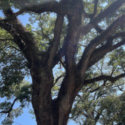 Boyington Oak