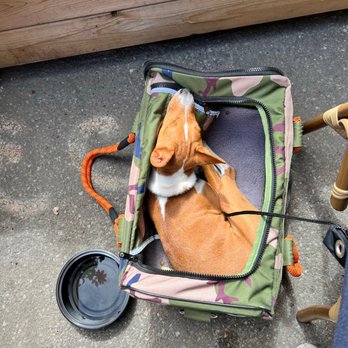 Training with Leah - Phoebe can stay in her carrier during brunch.  Sleepy Basenji.... - Pet Training Near Me