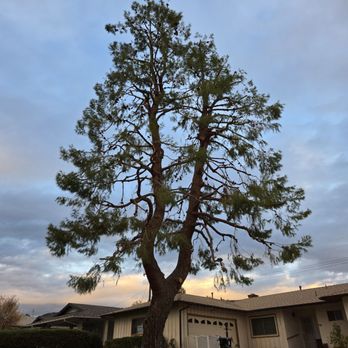 Isaac's Tree Service - Tree Services Near Me - colton, California Isaac's Tree Service - Tree Services Near Me - colton, California