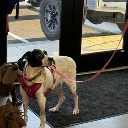Kingsview Animal Hospital - My dog Rose at the ER due to an inaccurate diagnosis laws by Dr McArthur whom did not physically see my Rose.