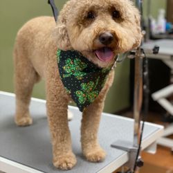 EarthWise Pet Bentonville - Warm weather hair cut!