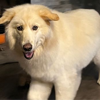 PetSmart - What we asked for... (the white/golden dog) - Pet Stores Near Me - Pensacola, Florida PetSmart - What we asked for... (the white/golden dog) - Pet Stores Near Me - Pensacola, Florida