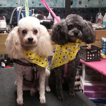 Groom Room Unleashed - Pet Groomers Near Me - Auburndale, Florida Groom Room Unleashed - Pet Groomers Near Me - Auburndale, Florida