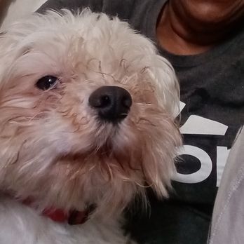 Furry Rascals Grooming - Pet Groomers Near Me - Long Beach, California
