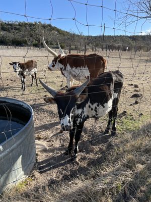 Contigo Ranch Fredericksburg by null