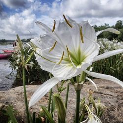 NC Outdoor Adventures - Spider Lily paddle trips sell out every year https://ncoutdooradventures.org/adventures/spider-lily-kayak-trips/