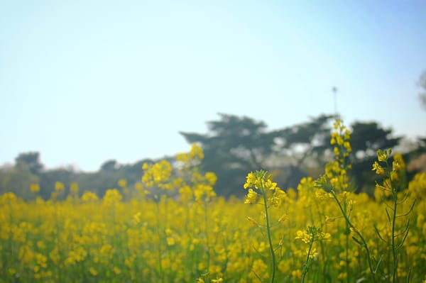 Hitachi Seaside Park by null