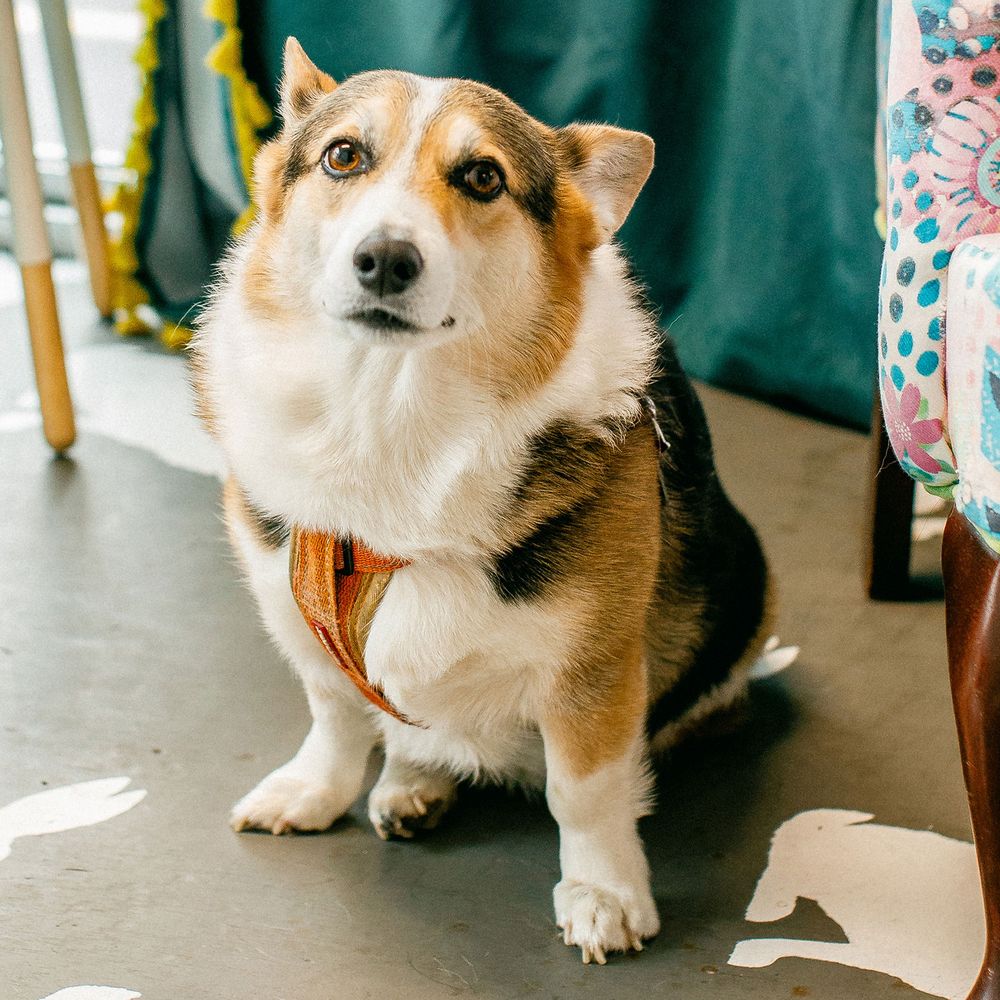 Spotted Rabbit Studio - grief counselor in Brighton, NY