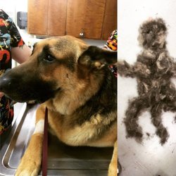 Bud almost left another dog of hair while getting brushed out!