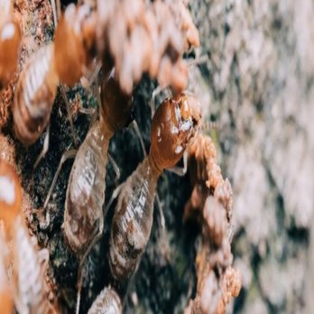 Innovative Pest Management - Pest Control Near Me - Piedmont, Oklahoma Innovative Pest Management - Pest Control Near Me - Piedmont, Oklahoma