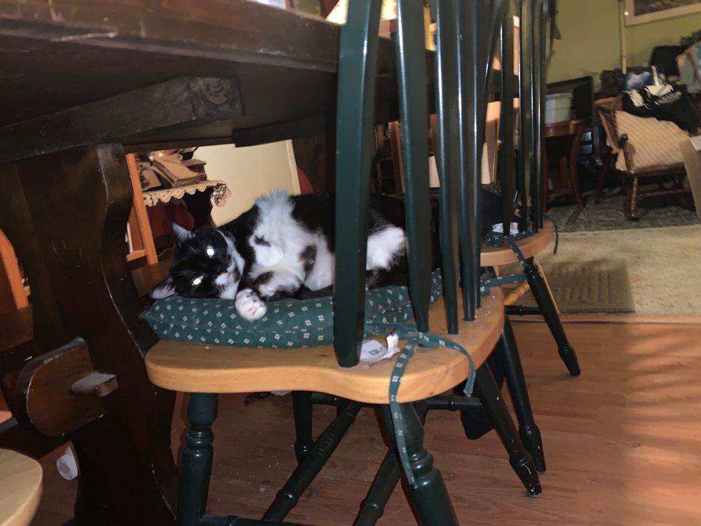 BEST CARE ANIMAL HOSPITAL Updated August 2024 63 Photos & 32