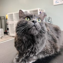 PAWfection Pet Salon
