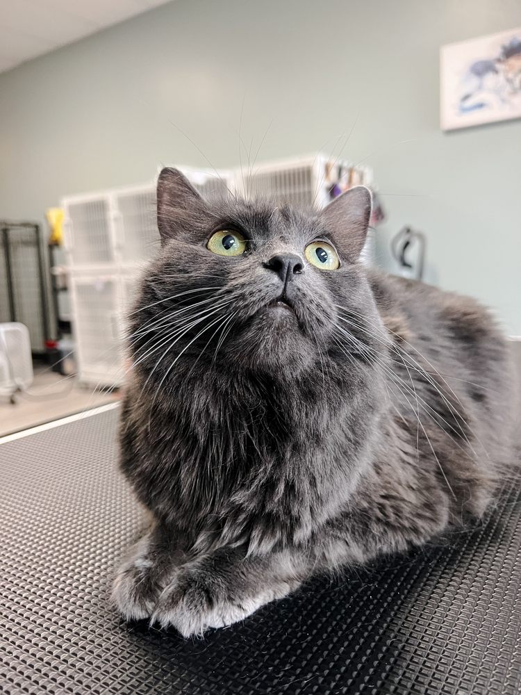 PAWfection Pet Salon Image