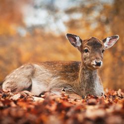 REGIOHOTEL Schanzenhaus - Im Aktivhotel Schanzenhaus im malerischen erleben Sie aktive Naturerlebnisse. Genießen Sie den Ausblick auf unser Damwildgehege.