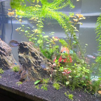 LiveAquaria - Here's one half of my tank, every other fish in here is living life to its fullest, never had any issues with any of them. - Pet Stores Near Me - Rhinelander, Wisconsin LiveAquaria - Here's one half of my tank, every other fish in here is living life to its fullest, never had any issues with any of them. - Pet Stores Near Me - Rhinelander, Wisconsin