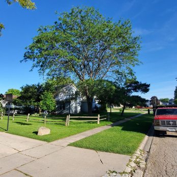 Adolfo Tree Services - Honey locust - Tree Services Near Me - Carpentersville, Illinois