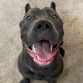 Maximo's Kennel - https://www.instagram.com/maximoscirodimarzio?igsh=OGQ5ZDc2ODk2ZA%3D%3D&utm_source=qr - Pet Breeders Near Me Maximo's Kennel - https://www.instagram.com/maximoscirodimarzio?igsh=OGQ5ZDc2ODk2ZA%3D%3D&utm_source=qr - Pet Breeders Near Me